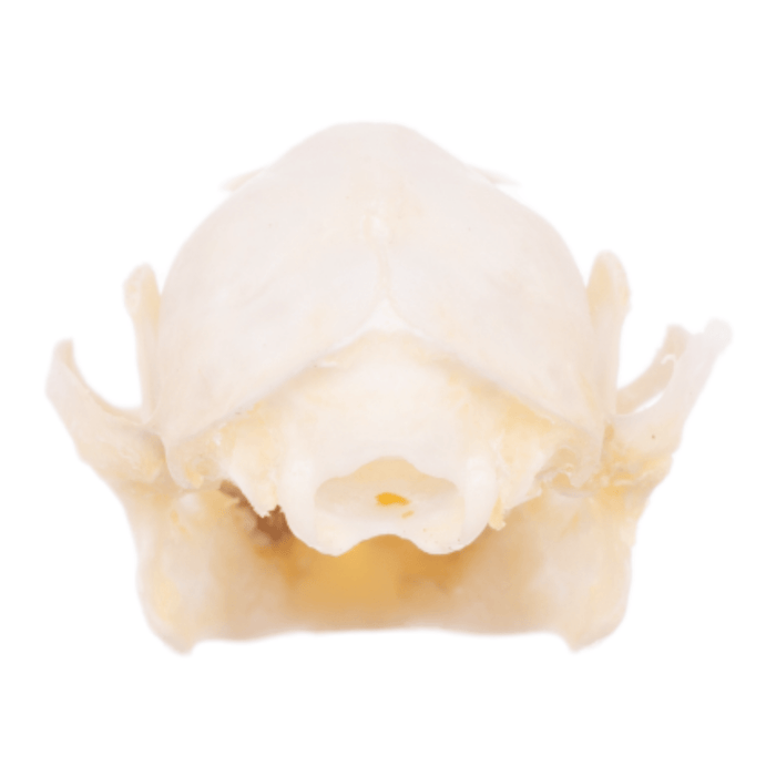 Real Greater Short-nosed Fruit Bat Skull