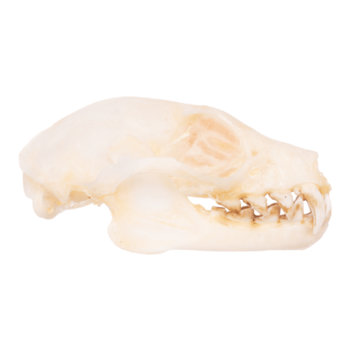 Real Greater Short-nosed Fruit Bat Skull