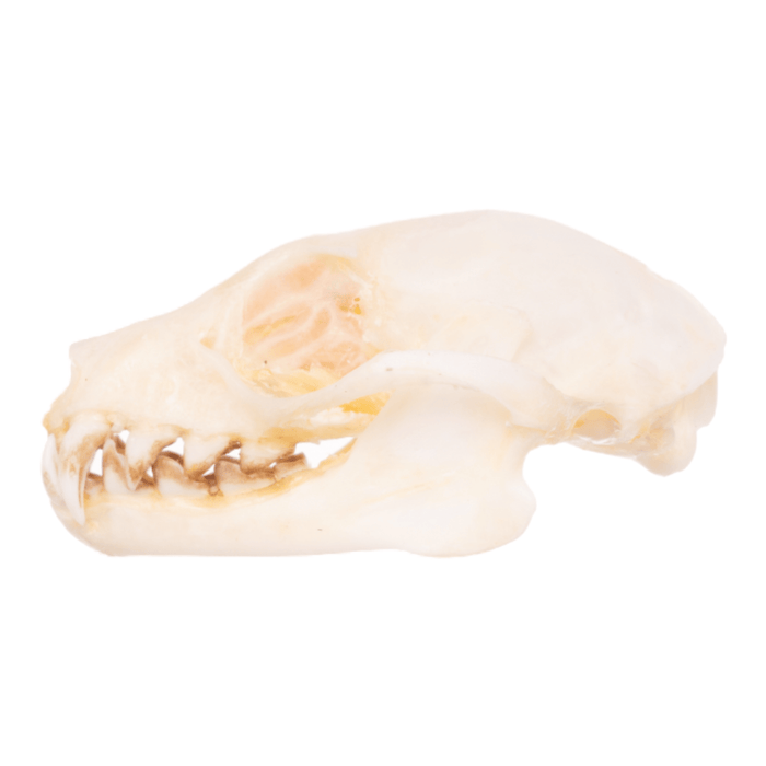 Real Greater Short-nosed Fruit Bat Skull
