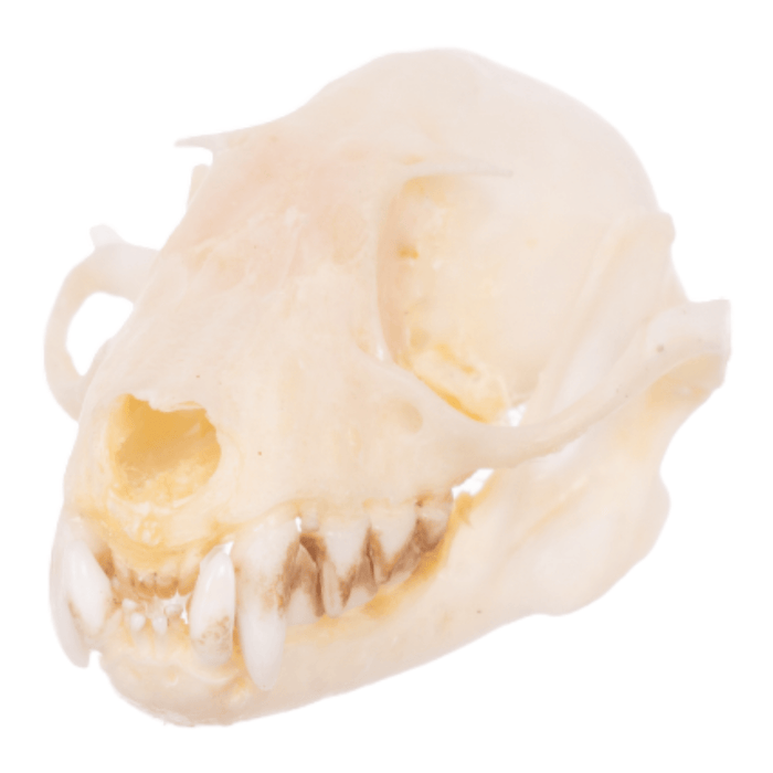 Real Greater Short-nosed Fruit Bat Skull