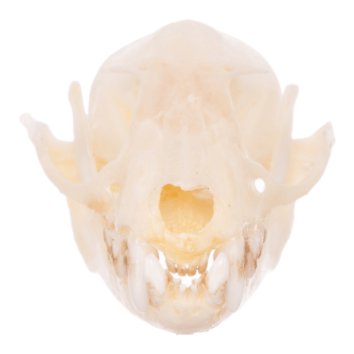 Real Greater Short-nosed Fruit Bat Skull