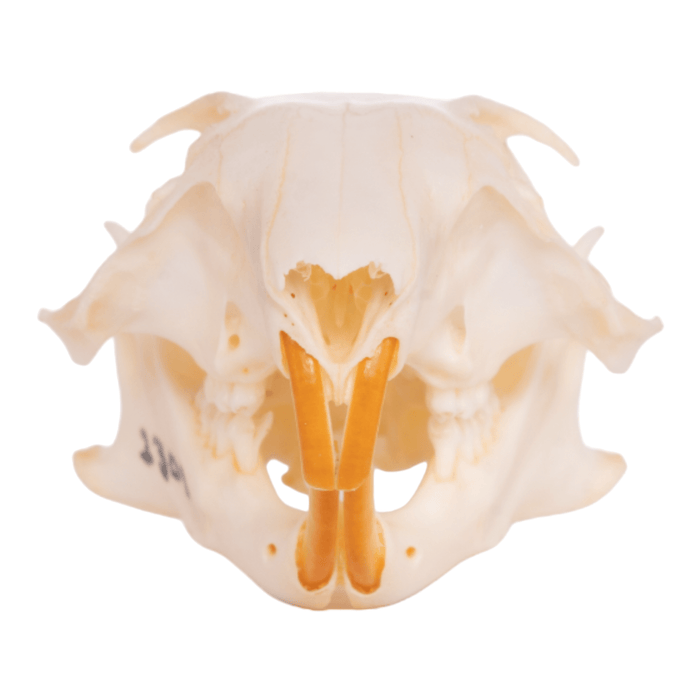 Real Rock Squirrel Skull