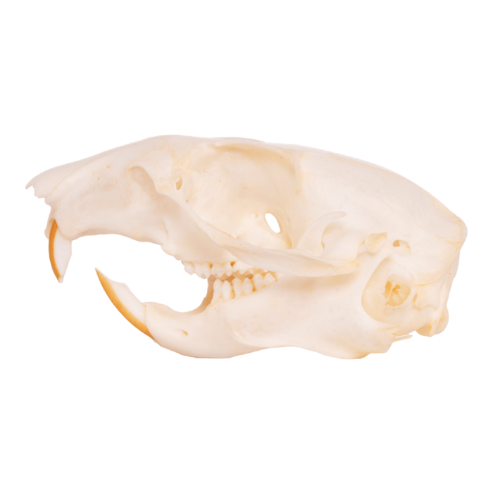Real Rock Squirrel Skull