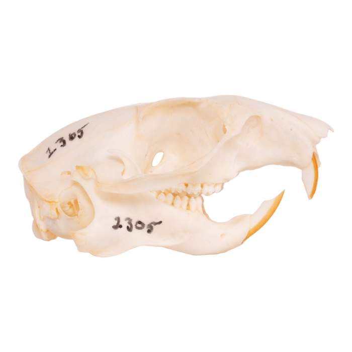 Real Rock Squirrel Skull
