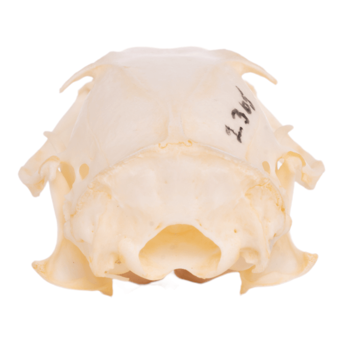 Real Rock Squirrel Skull