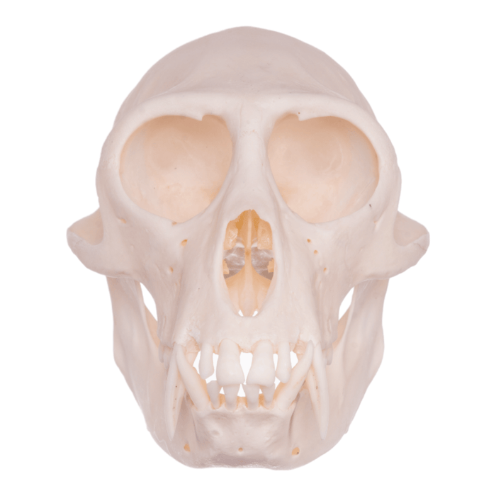 Real Greater Spot-nosed Monkey Skull