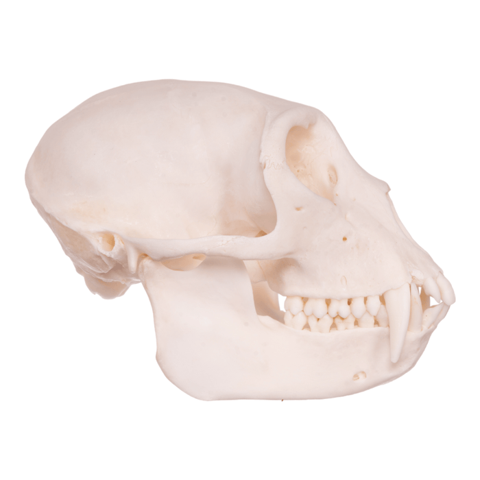 Real Greater Spot-nosed Monkey Skull