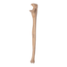 Real Human Ulna - Antique