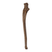 Real Human Ulna - Antique