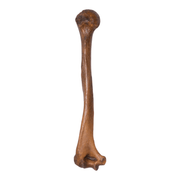 Real Human Humerus - Antique (Single)
