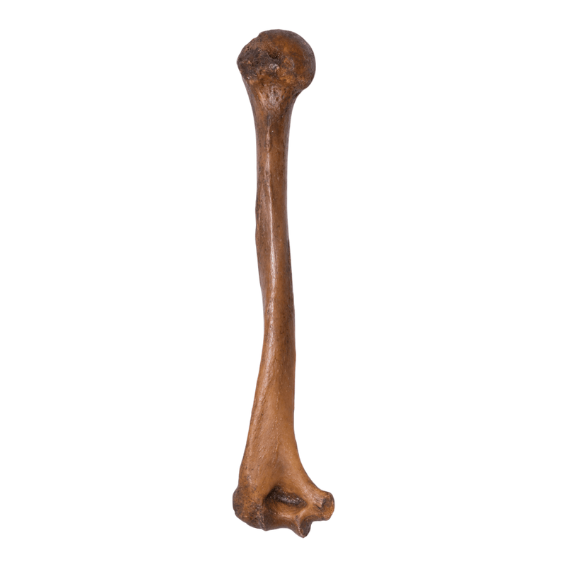 Real Human Humerus - Antique (Single)