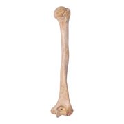 Real Human Humerus - Antique (Single)