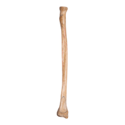 Real Human Radius - Antique