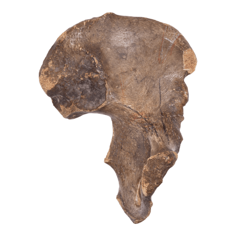 Real Human Ilium - Antique (Single)