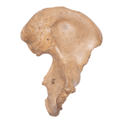 Real Human Ilium - Antique (Single)