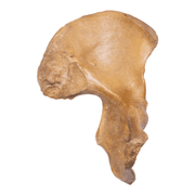 Real Human Ilium - Antique (Single)