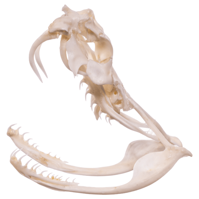 Real Gaboon Viper Skull