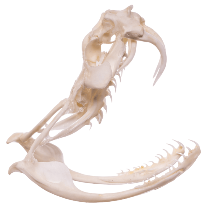Real Gaboon Viper Skull