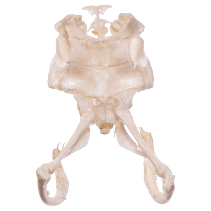 Real Gaboon Viper Skull