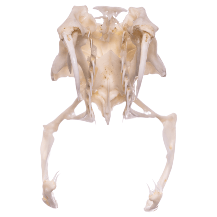 Real Gaboon Viper Skull