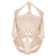 Real Panther Chameleon Skull