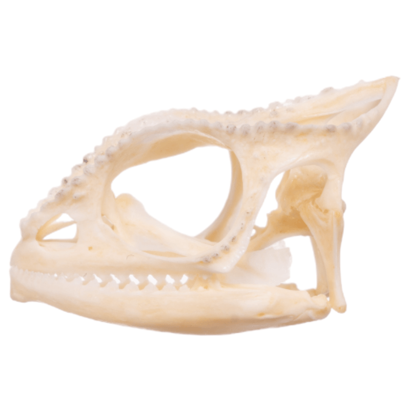 Real Panther Chameleon Skull