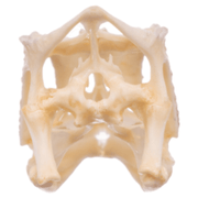 Real Panther Chameleon Skull