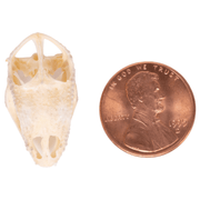 Real Panther Chameleon Skull