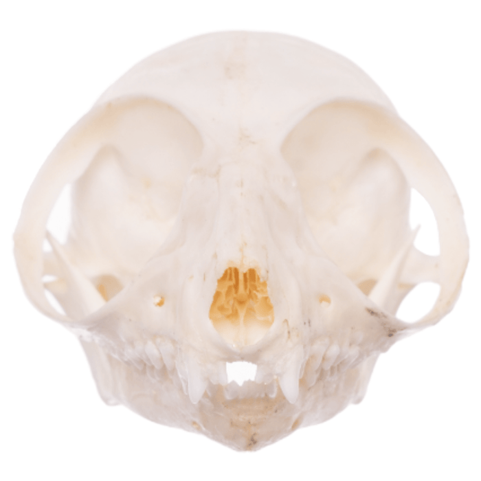 Real Bush Baby Skull