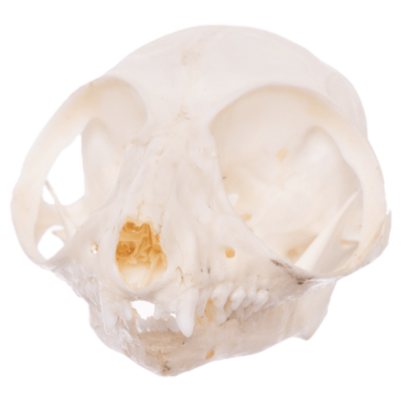 Real Bush Baby Skull