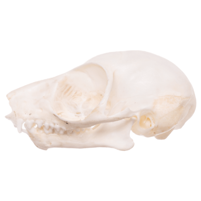 Real Bush Baby Skull