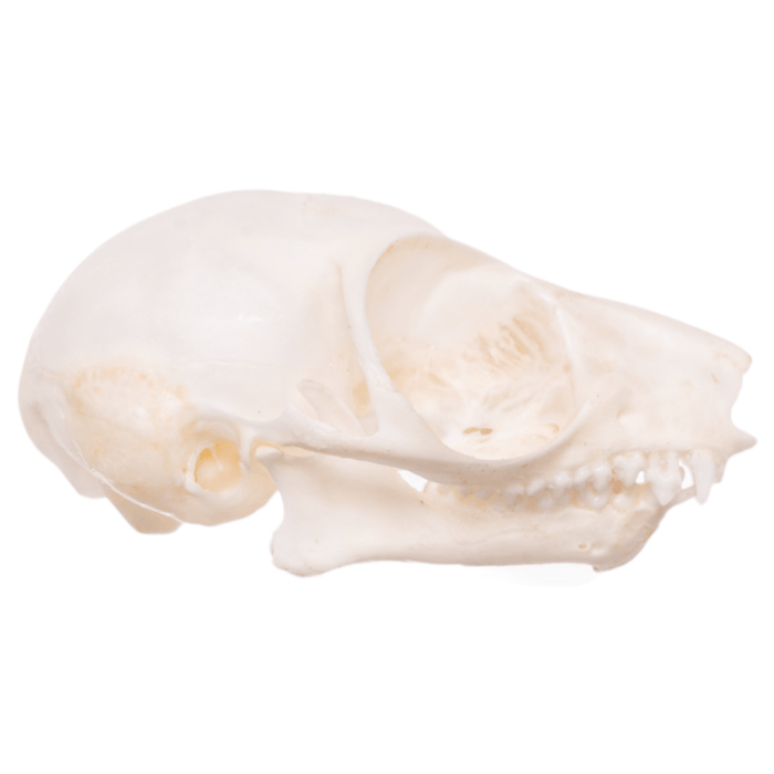 Real Bush Baby Skull