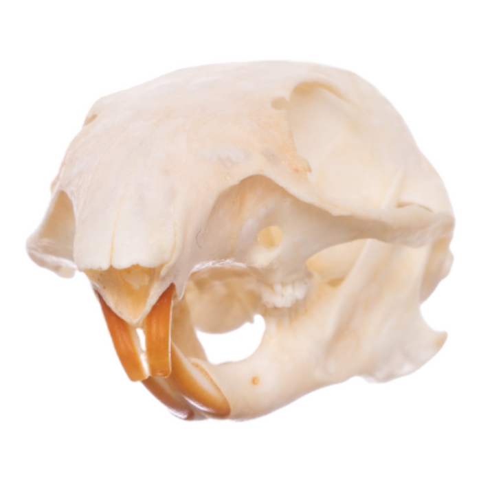 Real Eastern Chipmunk Skull