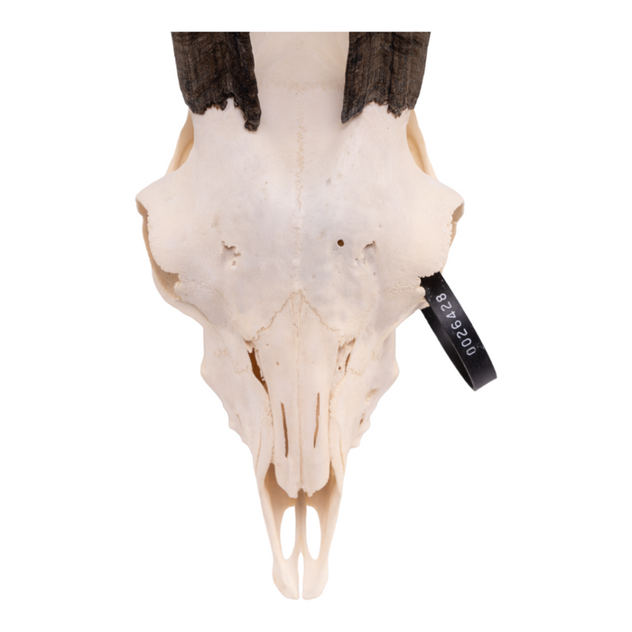 Real Domestic Goat Skull