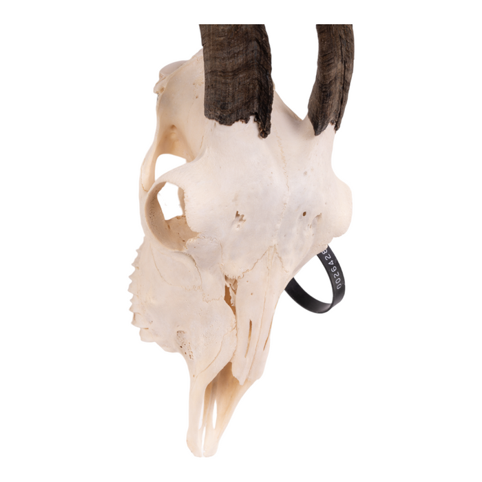 Real Domestic Goat Skull