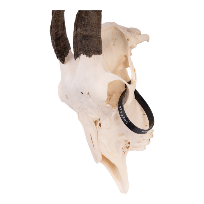 Real Domestic Goat Skull