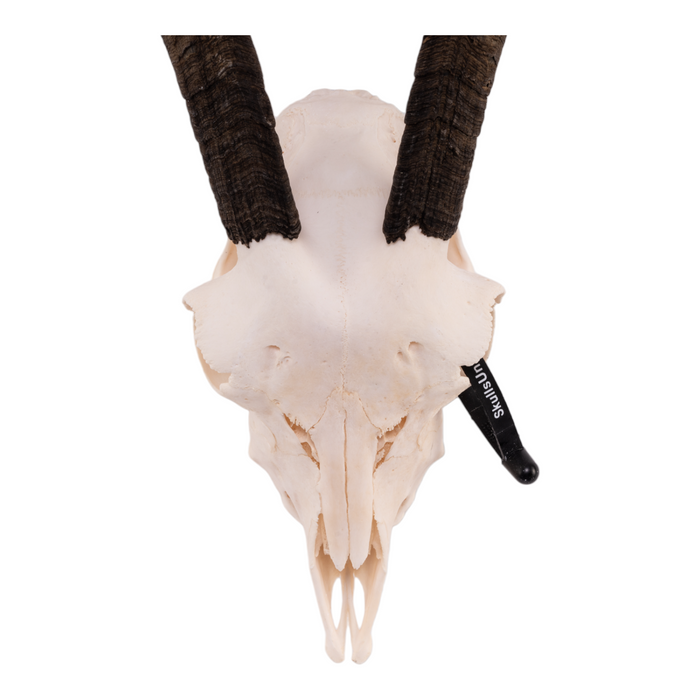 Real Domestic Goat Skull