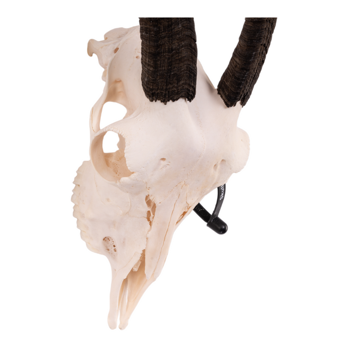 Real Domestic Goat Skull