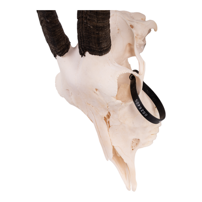 Real Domestic Goat Skull