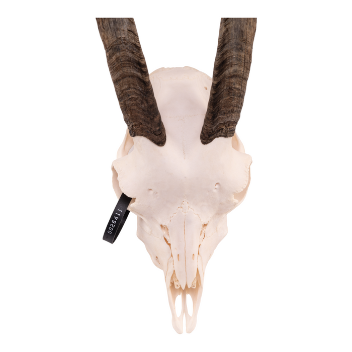 Real Domestic Goat Skull