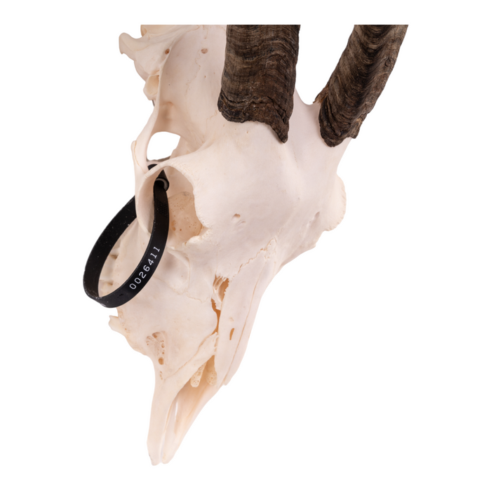 Real Domestic Goat Skull