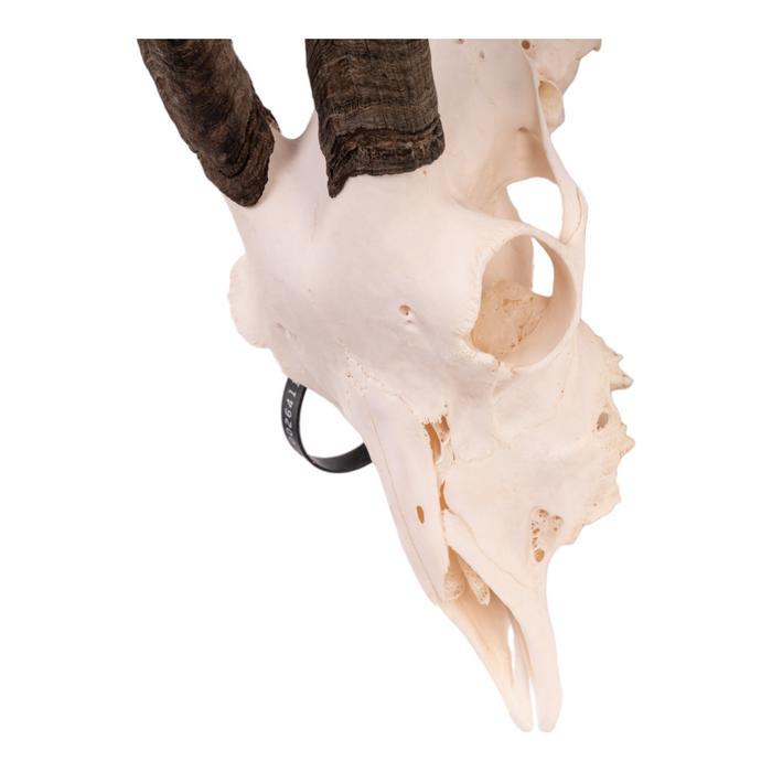 Real Domestic Goat Skull
