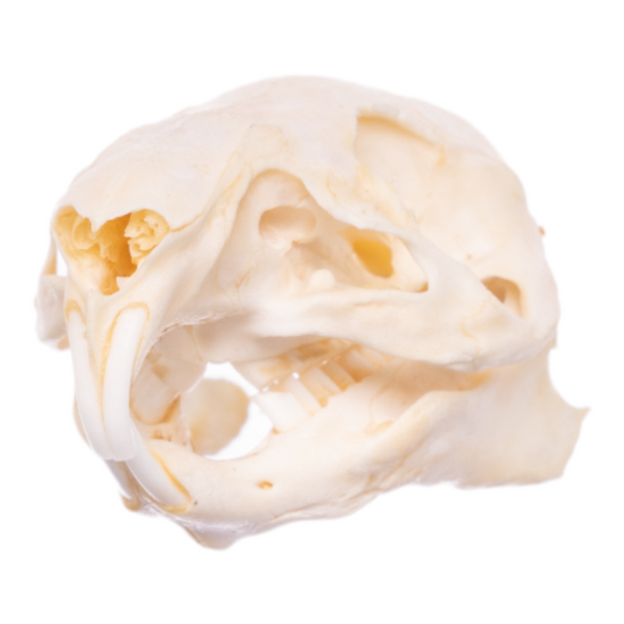 Real Guinea Pig Skeleton - Disarticulated