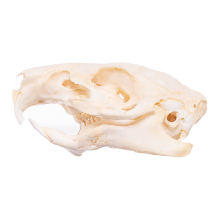 Real Guinea Pig Skeleton - Disarticulated
