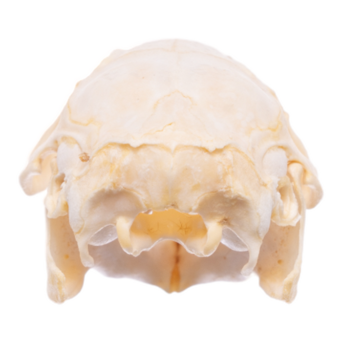 Real Guinea Pig Skeleton - Disarticulated