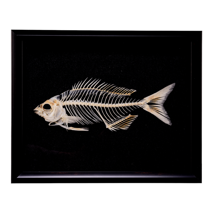 Real Sea Chub Skeleton In Shadow Box For Sale — Skulls Unlimited