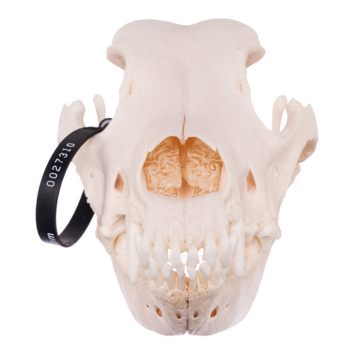 Real Domestic Dog Skull - Great Dane