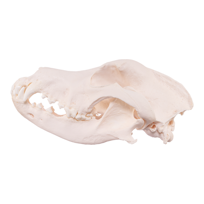 Real Domestic Dog Skull - Great Dane