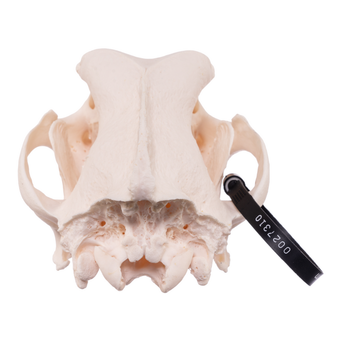 Real Domestic Dog Skull - Great Dane