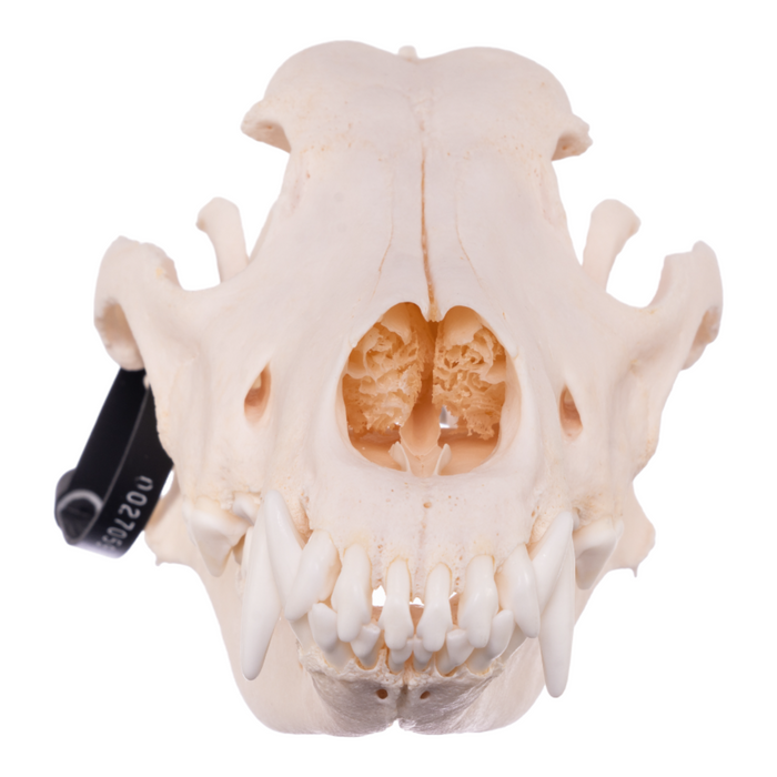 Real Domestic Dog Skull - German Shepherd
